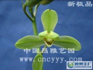 探秘昌雅艺园之兰花 蕙兰新极品的园艺价值与文化意蕴