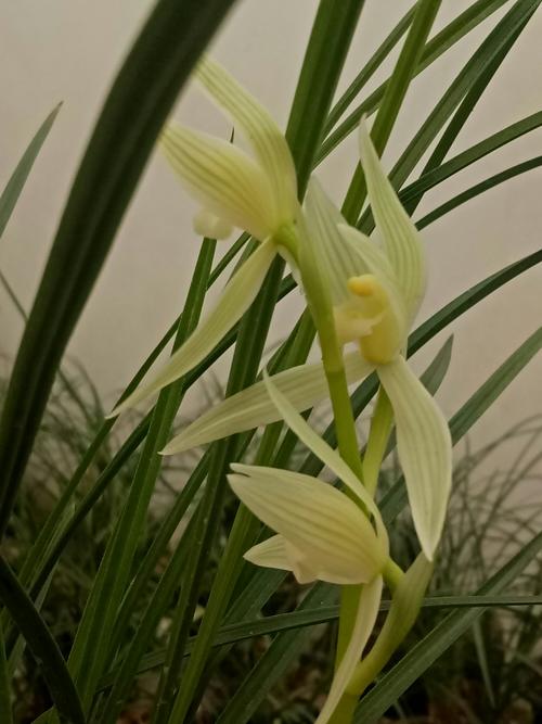 又是一年兰花香