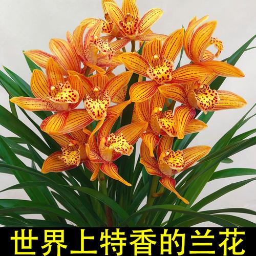 兰花苗浓香型四季兰室内花卉好养易活吸甲醛净化空气工厂直销厂家