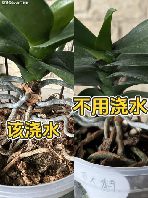 养兰十年才懂:一年能开几次花?抓住这个关键点,想不开花都难